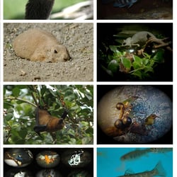 Tiere