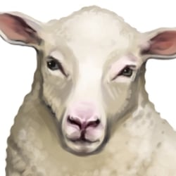 Schaf