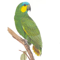 Vogelillustrationen