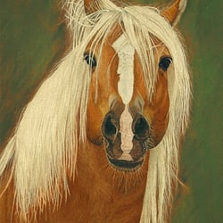 Haflinger