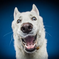 Hundefotografie Studio „Schnapp-Schuss“