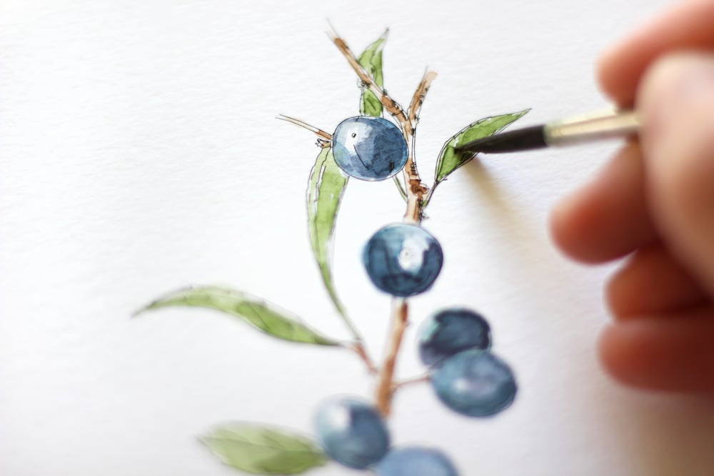 Illustration / Schlehdorn