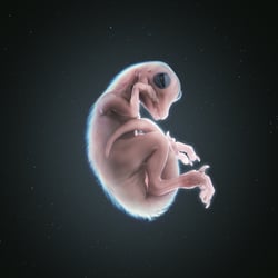 Velociraptor Embryo