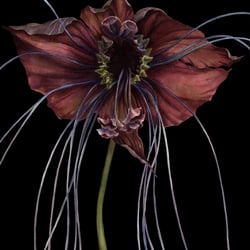 Tacca chantrieri, 2018, Aquarell auf Fabriano