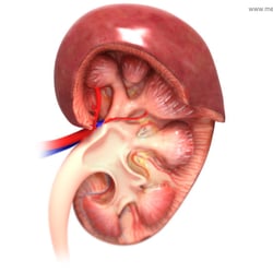 Anatomie der menschliche Niere im Anschnitt