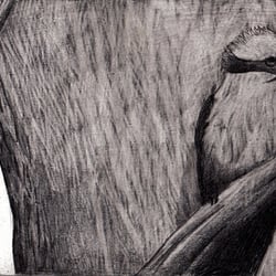 Bushwalk, 2011, Bleistift&Tinte