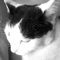 Bastet in Black and White 19