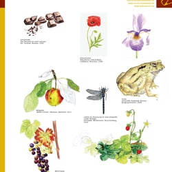 Illustrationen Aquarell
