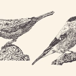 Illustration „birdies“