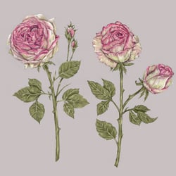 Botanische Illustration Rosen