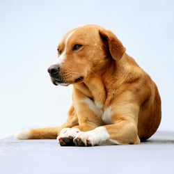 Straßenhund auf Madeira