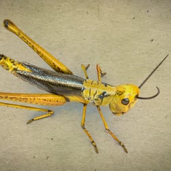 Grasshopper Pose