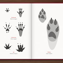 Spuren lesen – Geschichten, die uns die Fährten der Tiere erzählen