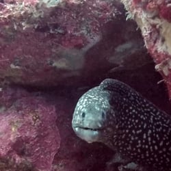 Panama – Wildlife