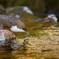 Wasseramsel