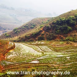 Sapa