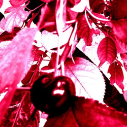 Cherry
