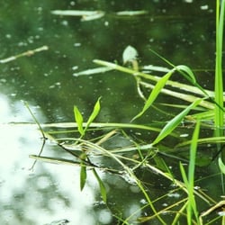 wasser