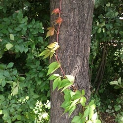 Natur 2012 Bäume