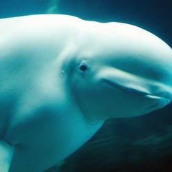 26-beluga