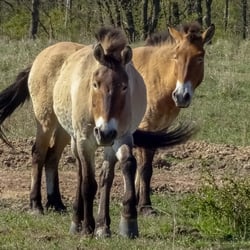 wild lebende Przewalski Pferde
