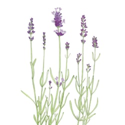 Lavendel