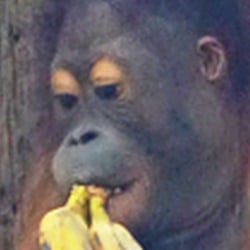 2019−03−27  Sepilok Borneo Orang Utan 02