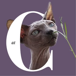 C wie Cat