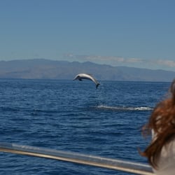 Delfin Original