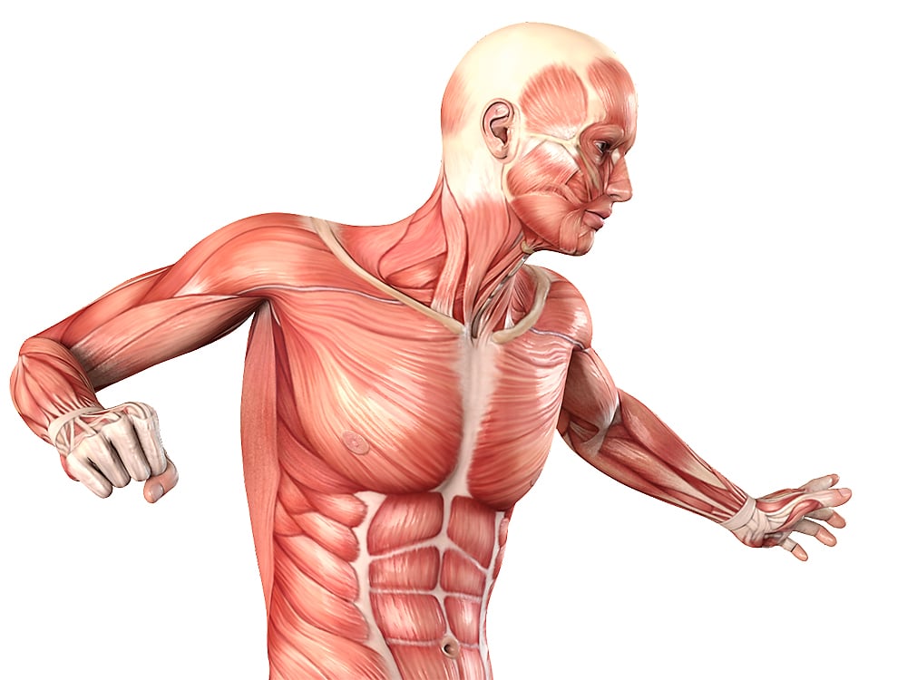 Muskeln des Menschen – Illustrationen: Muskulatur-Anatomie