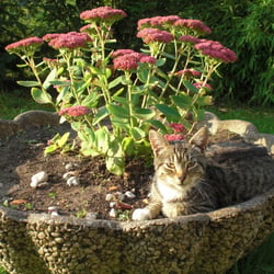 Cats Photography 2012 No. 02