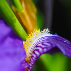 Iris blue