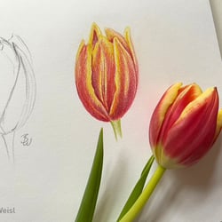 Drawing from Nature