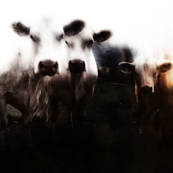 Wir sind das Volk.