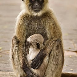 Tierfotografie in freier Natur