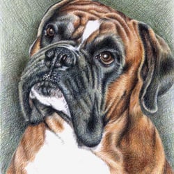 Der Boxer