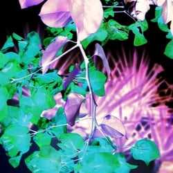 Blüten