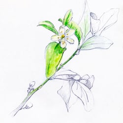 Zitronenblüte in der Toskana – Tools: Bleistift, Pinsel, Aquarellfarben