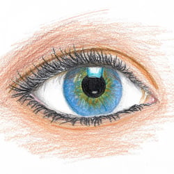 Auge