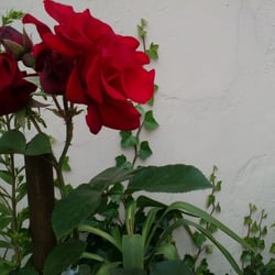 Natur 2012 Blumen