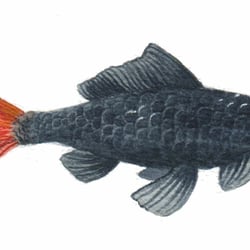 Tierillu 4