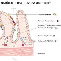 Schaubild für Symbioflor, digitale Illustration