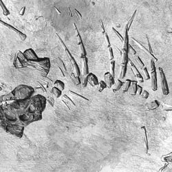 Fossil