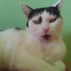 Angry Bastet No 02