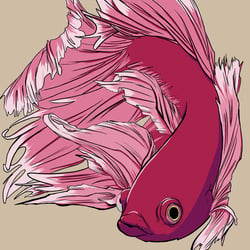 Betta splendens