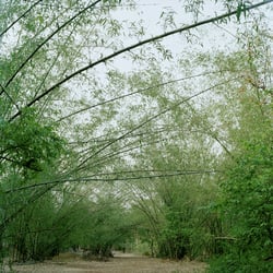 tumbani09