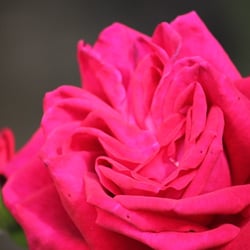 Natur 2012 Blumen Rosen