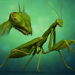 Mantis