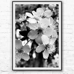 Kirschblüte
