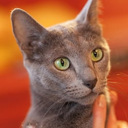 Katzenfotografie